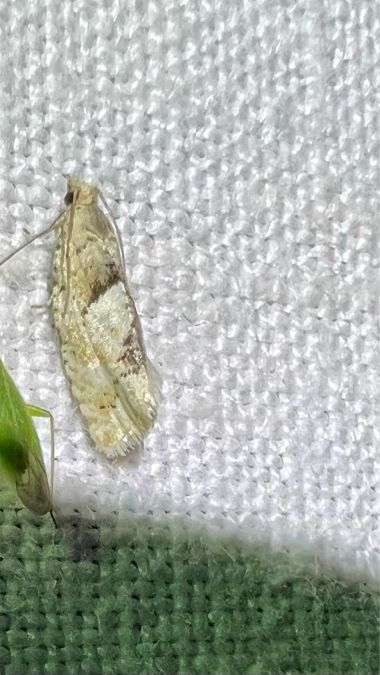 Epinotia bilunana  - Melchior Viallet