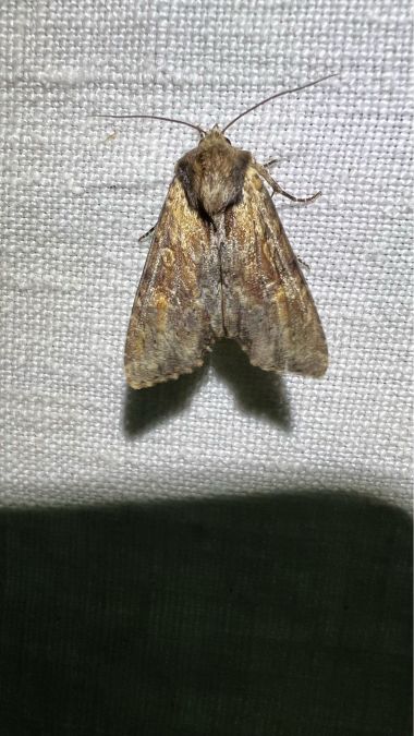 Apamea crenata  - Melchior Viallet