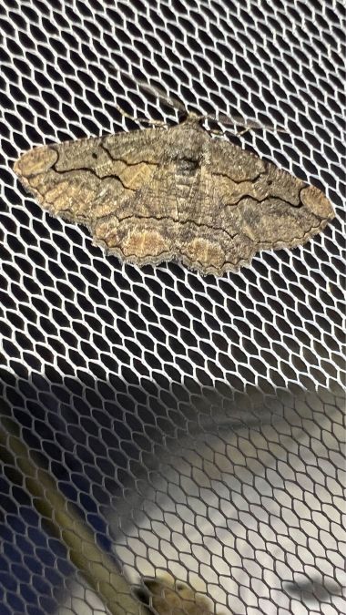 Menophra japygiaria  - Melchior Viallet