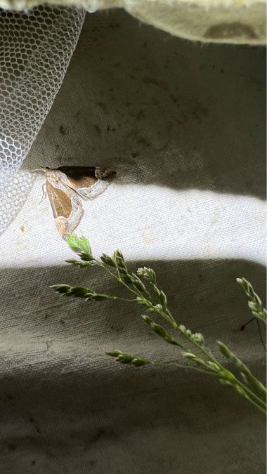 Hypena crassalis  - Melchior Viallet