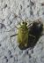 Adelphocoris lineolatus 