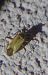 Adelphocoris lineolatus 