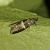 Elegia similella 