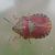 Eurygaster testudinaria 