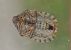 Eurygaster testudinaria 
