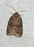 Rusina ferruginea 