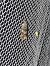 Epiblema costipunctana  - Sylvain Lethuillier