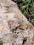 Agrotis cinerea  - Thomas Lux