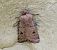 Agrotis cinerea  - Thomas Lux