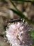 Crambus lathoniellus  - Thomas Lux