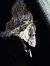 Apamea monoglypha  - Thomas Lux