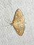 Anania verbascalis 