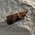 Acrobasis repandana  - Thomas Lux
