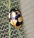 Coccinella hieroglyphica  - Thomas Lux