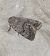 Hoplodrina respersa  - Thomas Lux