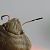 Eurygaster austriaca  - Thomas Lux