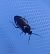 Deraeocoris cordiger 