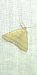 Herminia tarsicrinalis 