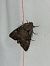 Lacanobia aliena  - Thomas Lux