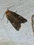 Lacanobia aliena  - Thomas Lux