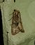 Apamea monoglypha 