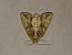 Apamea monoglypha 