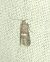 Acrobasis marmorea 