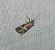 Acrobasis marmorea 