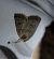 Hoplodrina respersa  - Thomas Lux