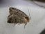 Hoplodrina respersa  - Thomas Lux
