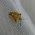 Carpocoris fuscispinus 