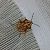 Carpocoris fuscispinus 