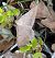 Zanclognatha lunalis  - Thomas Lux