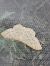 Idaea deversaria  - Thomas Lux