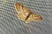 Idaea deversaria  - Thomas Lux
