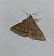 Zanclognatha lunalis  - Thomas Lux