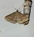 Zanclognatha lunalis  - Thomas Lux