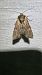 Apamea crenata  - Melchior Viallet
