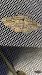 Menophra japygiaria  - Melchior Viallet
