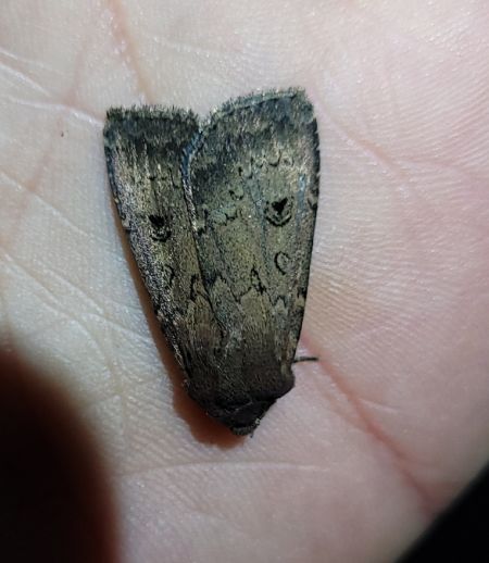 Graphiphora augur  - Thomas Lux
