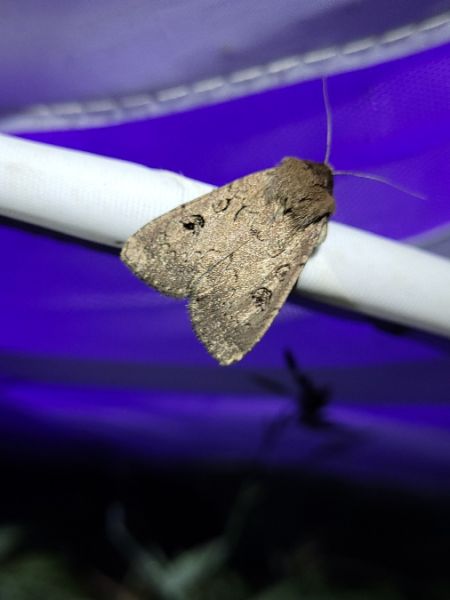 Graphiphora augur  - Thomas Lux