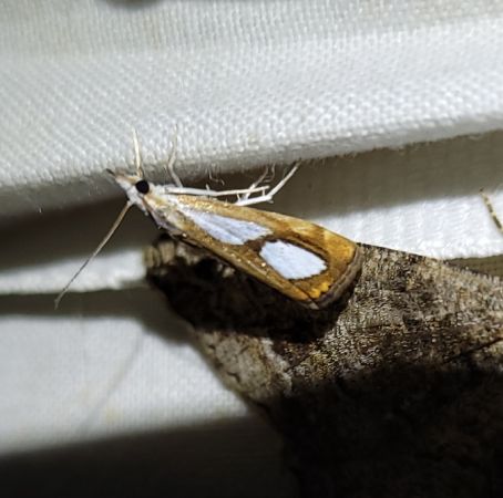 Catoptria pinella  - Thomas Lux