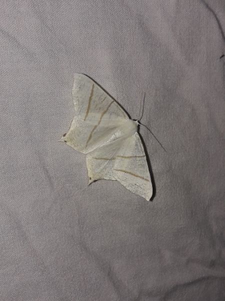 Ourapteryx sambucaria  - Sylvain Lethuillier