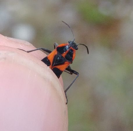 Tropidothorax leucopterus 