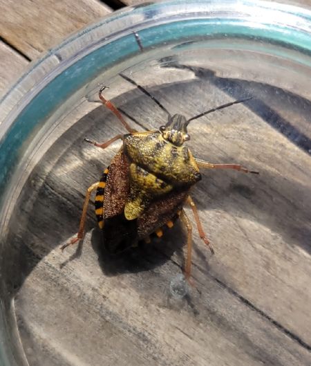 Carpocoris pudicus  - Thomas Lux
