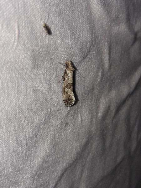 Morophaga choragella  - Sylvain Lethuillier