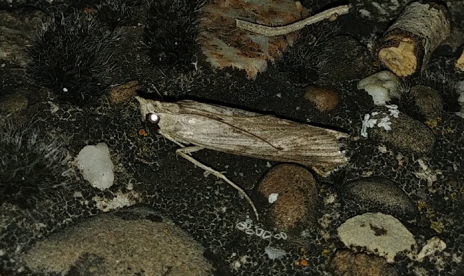 Selagia argyrella 