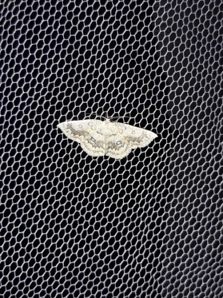Cyclophora annularia  - Sylvain Lethuillier