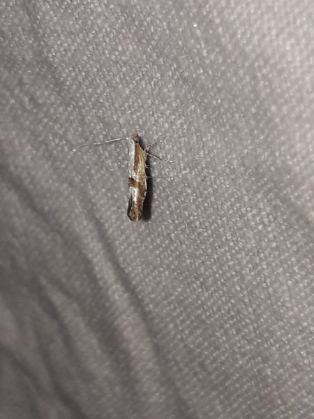 Argyresthia bonnetella  - Sylvain Lethuillier