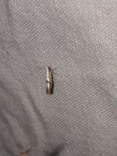 Argyresthia bonnetella  - Sylvain Lethuillier